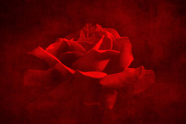 Textured grunge background with rose flower over black