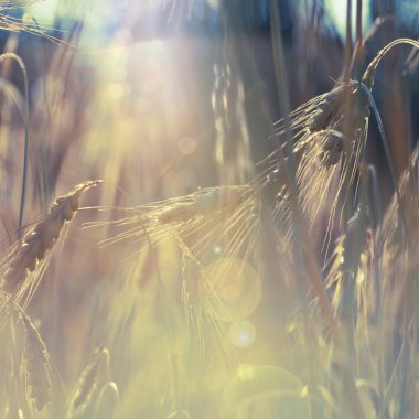 buğday alan güneş ışığına karşı