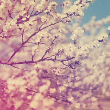 elma çiçeği antika arka plan