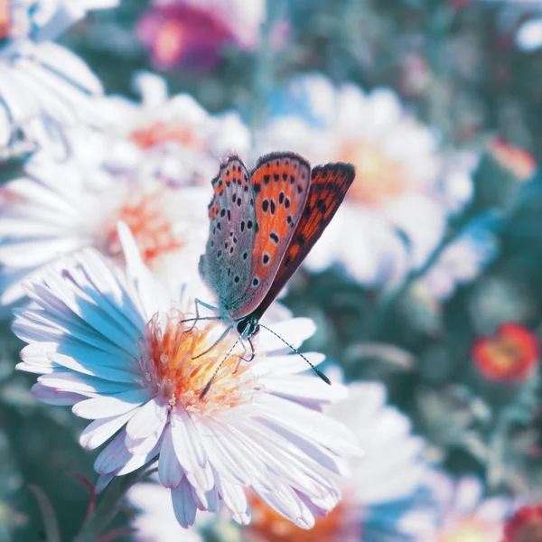 Fjäril på blomman — Stockfoto