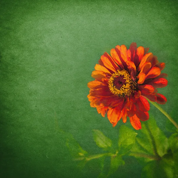 Flor roja sobre fondo verde grunge —  Fotos de Stock