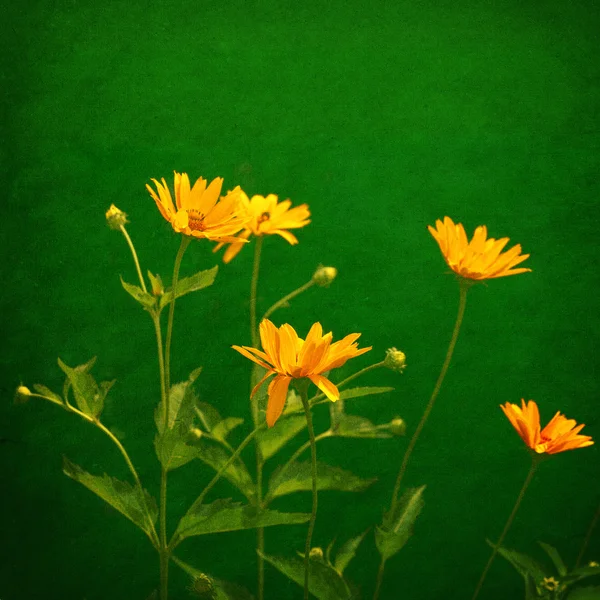 Yellow flowers over grunge green background — Stock Photo, Image