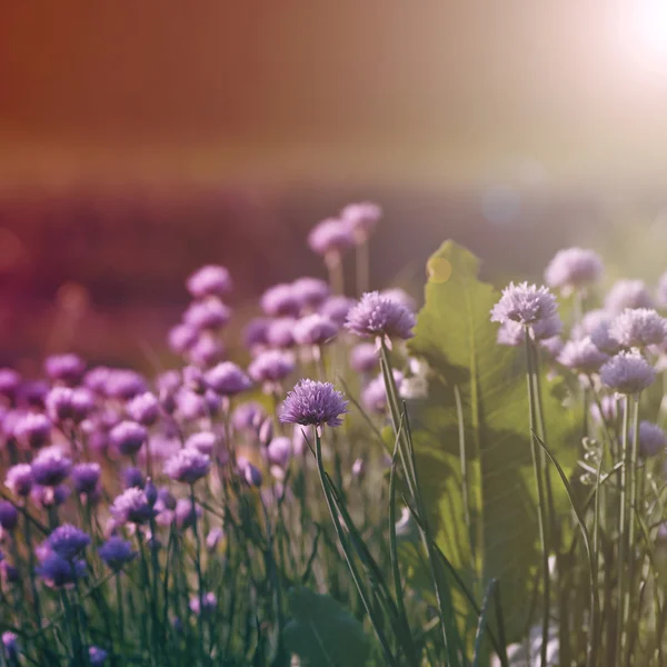 Veld met bloemen — Stockfoto