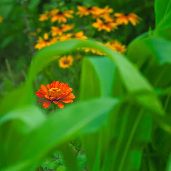 Aster rouge sur feuilles vertes — Photo