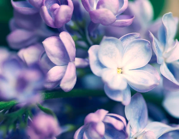Λίλιακ λουλούδια φόντο — Φωτογραφία Αρχείου