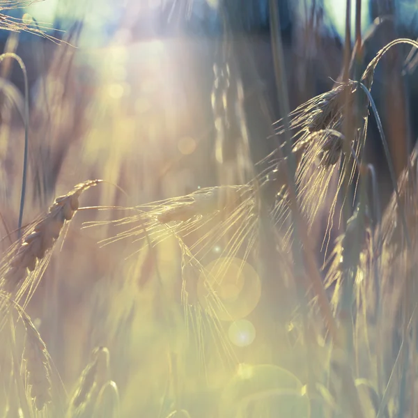 Wheat field against sunlight — Stock Photo, Image