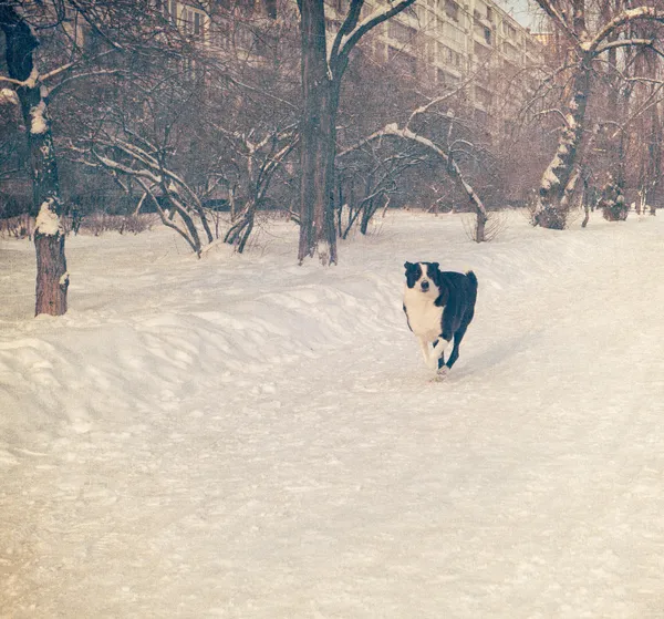 Boldog kutya fut át a téli park - retro stílusú kép — Stock Fotó