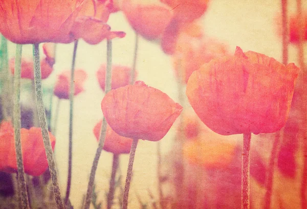 Fleurs de pavot rouge fond vintage — Photo