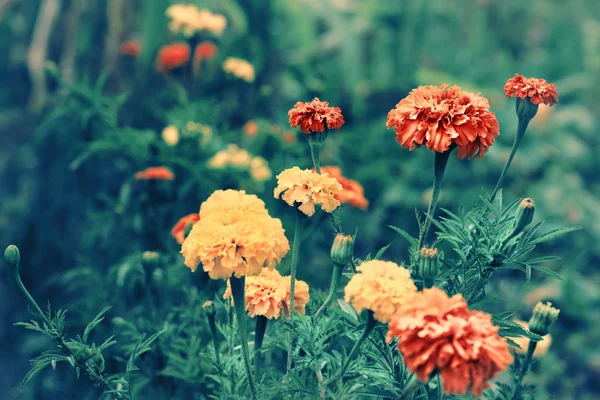 Marigold flowers in the meadow