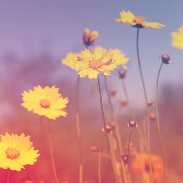 Fiori gialli — Foto Stock