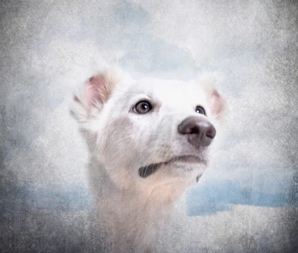 Μεγέθυνση του λευκό σκυλί μικτή-φυλή Εικόνα Αρχείου