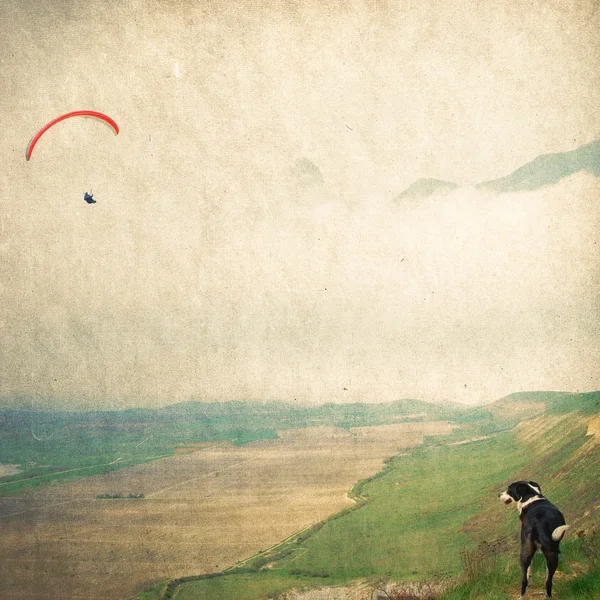Dog and flying paraglider — Stock Photo, Image