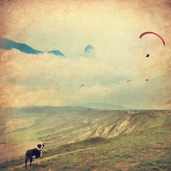 Dog and flying paragliders — Stock Photo, Image
