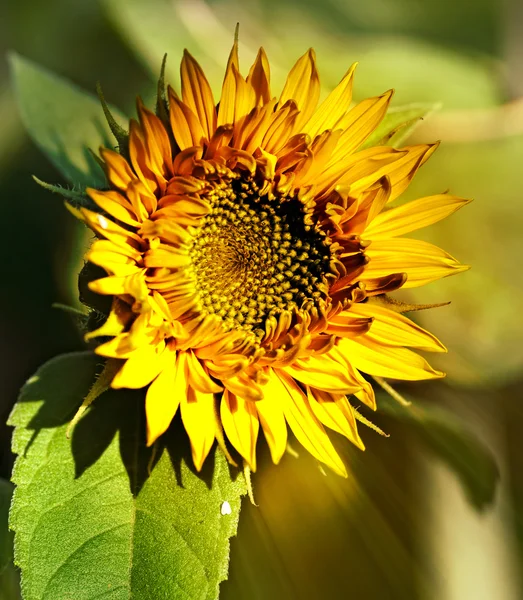 Girasoli all'aperto — Foto Stock