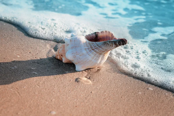 Shell on beach with waves — Stock Photo, Image