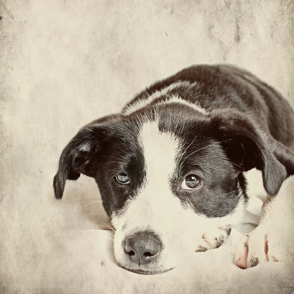 Hund framför på grunge bakgrund — Stockfoto