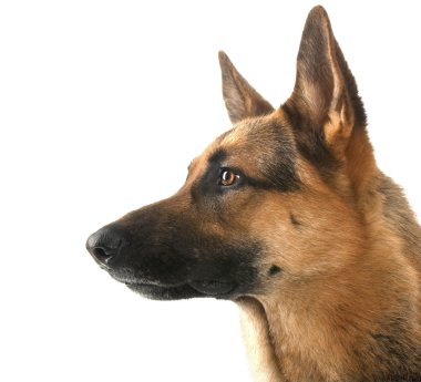 Beyaz adam izole köpek