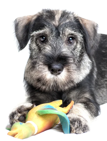 Cane con giocattolo — Foto Stock