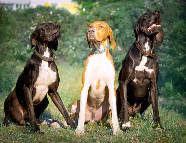 Hunter hund-svenska pekaren — Stockfoto