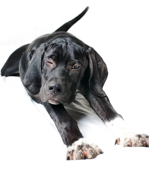 Чорний вказівник собака — стокове фото