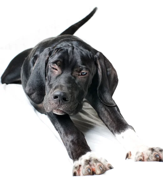 Schwarzer Zeiger-Hund — Stockfoto