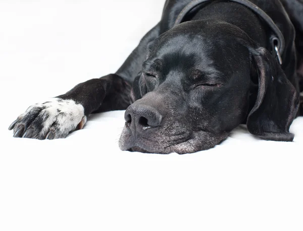 Zwarte aanwijzer hond slapen — Stockfoto