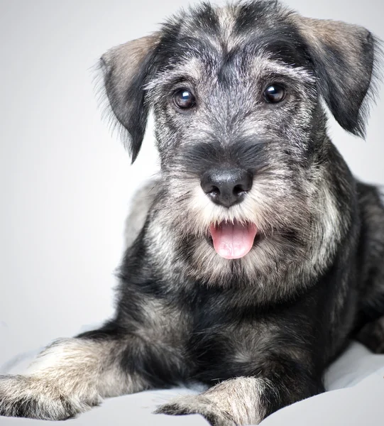 Funny schnauzer puppy — Stock Photo, Image