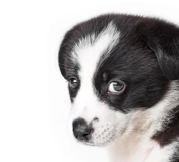 Valp. Gränsen collie hund isolerade — Stockfoto