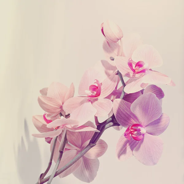 Orkide güzel çiçekler — Stok fotoğraf