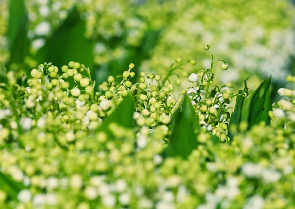谷の花のユリ — ストック写真