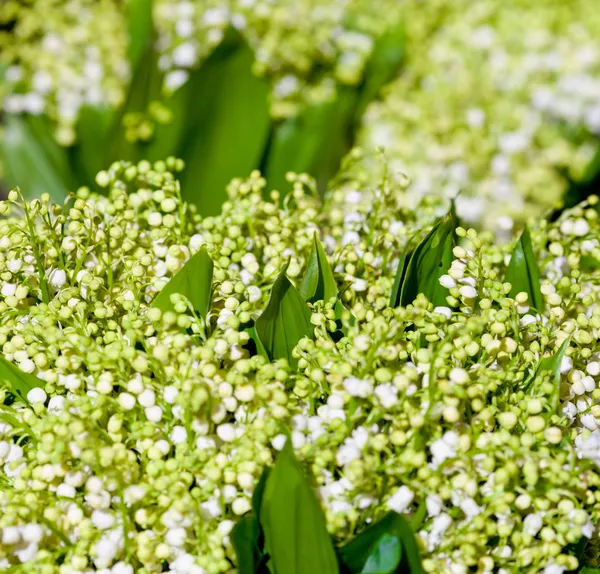 Völgyi virág liliom — Stock Fotó