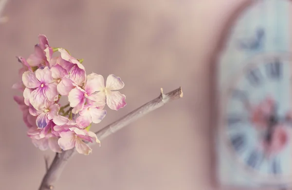 Sakura flores — Fotografia de Stock