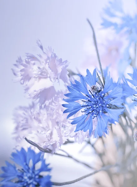 野生の花 — ストック写真