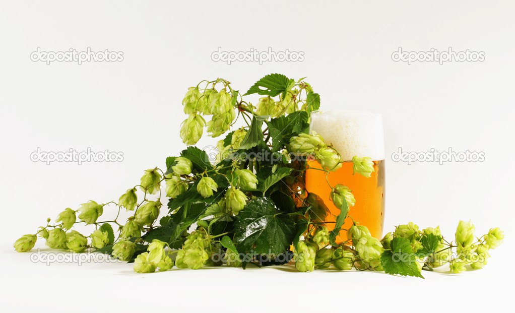 Hops on a white background