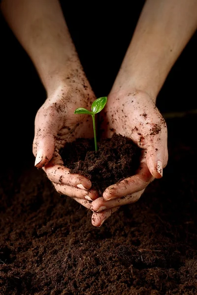 Manos con planta Imagen de stock