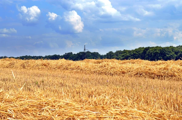 Cut wheat field — Stock Photo, Image