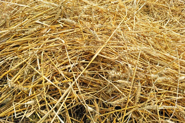 Фон з копанням пшениці — стокове фото