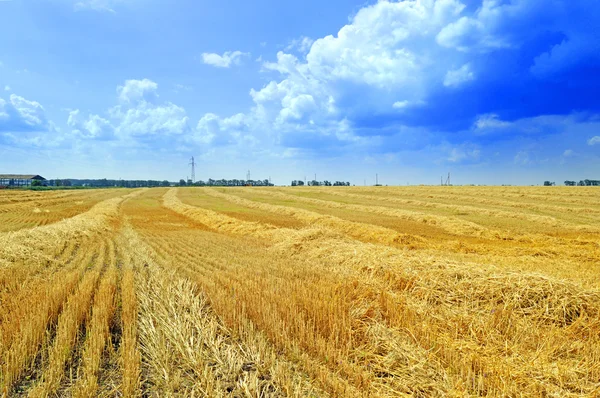 傾斜した小麦畑 ロイヤリティフリーのストック画像