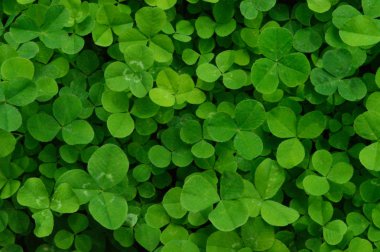 green leaves Clover clipart