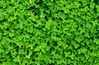 arka plan bitki yonca