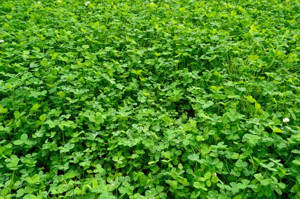 Plantație de trifoi verde — Fotografie, imagine de stoc