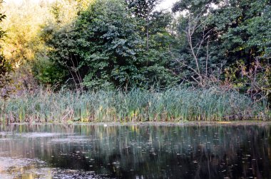 gölet sazlık ve ağaçlar