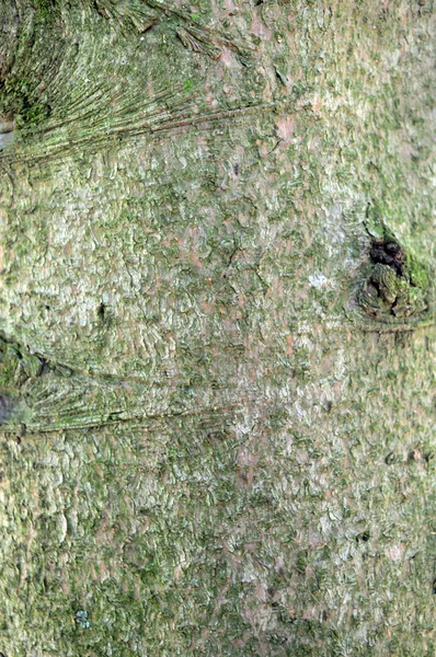 오래 된 나무 질감 — 스톡 사진