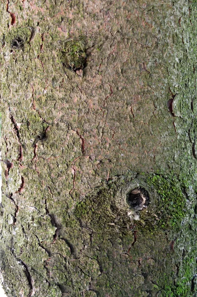 Bark of a tree trunk — Stock Photo, Image