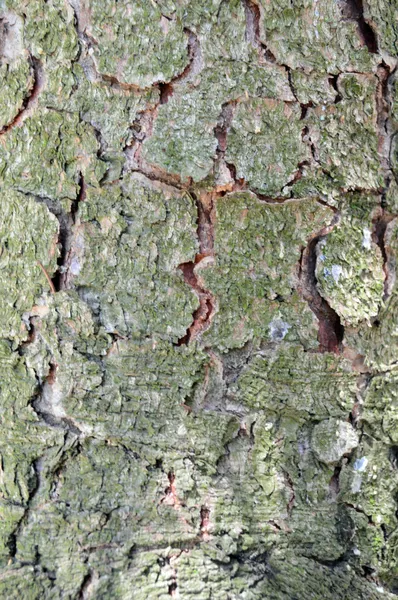 Corteza de un tronco de árbol — Foto de Stock