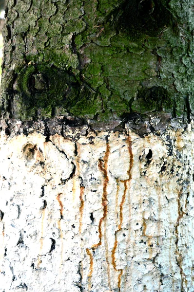 Κορμό δέντρου — Φωτογραφία Αρχείου