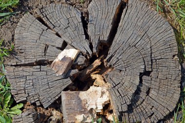 eski ahşap doku kurutulmuş