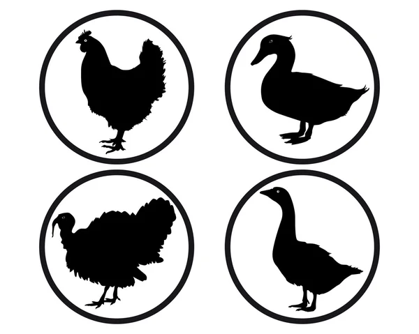 Round buttons with silhouettes of poultry — Stock Vector