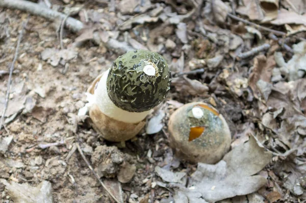Morel Mushroom Growing Forest Dry Leaves — Stock Fotó