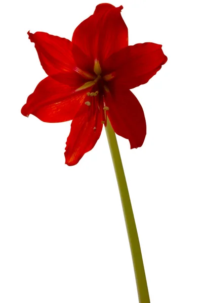 White Vase Red Flower White Background — Stockfoto